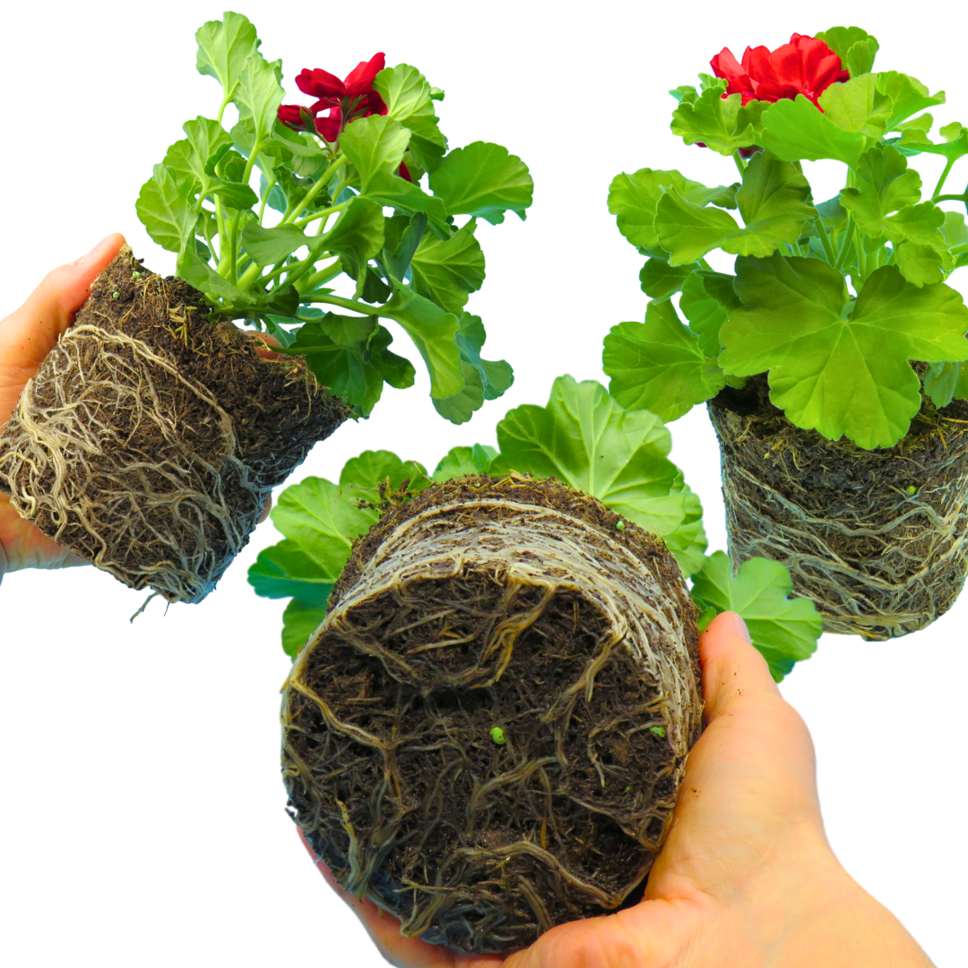 Set of 3 or 6 Large Plants - Geranium Calliope Dark Red, Ready To Plant In Your Garden