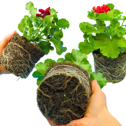 Set of 3 or 6 Large Plants - Geranium Calliope Dark Red, Ready To Plant In Your Garden