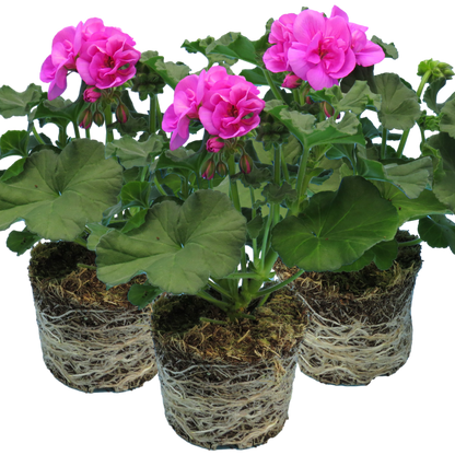 Set of 3 or 6 Large Plants - Pelargonium Toscana Dolce Vita Evi Blue, Ready to Plant
