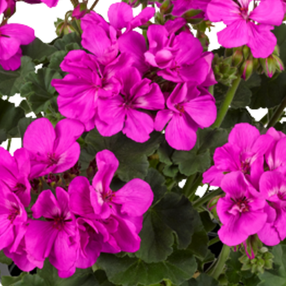 Set of 3 or 6 Large Plants - Pelargonium Toscana Dolce Vita Evi Blue, Ready to Plant