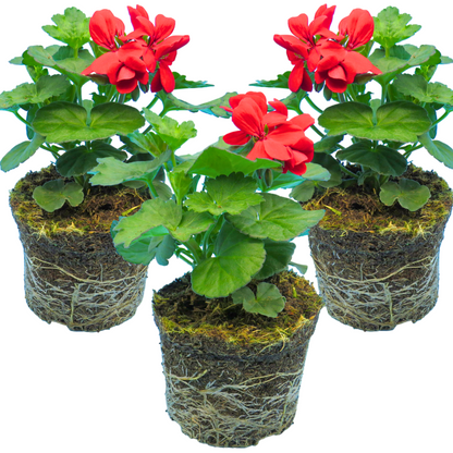 Set of 3 or 6 Large Plants - Geranium Calliope Landscape Fire, Ready To Plant In Your Garden