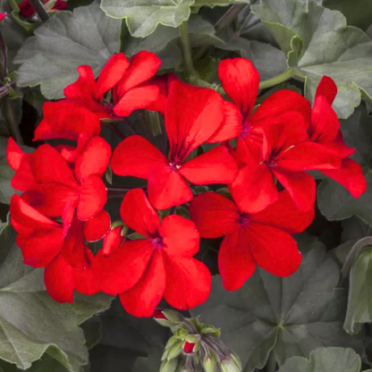 Set of 3 or 6 Large Plants - Geranium Calliope Landscape Fire, Ready To Plant In Your Garden