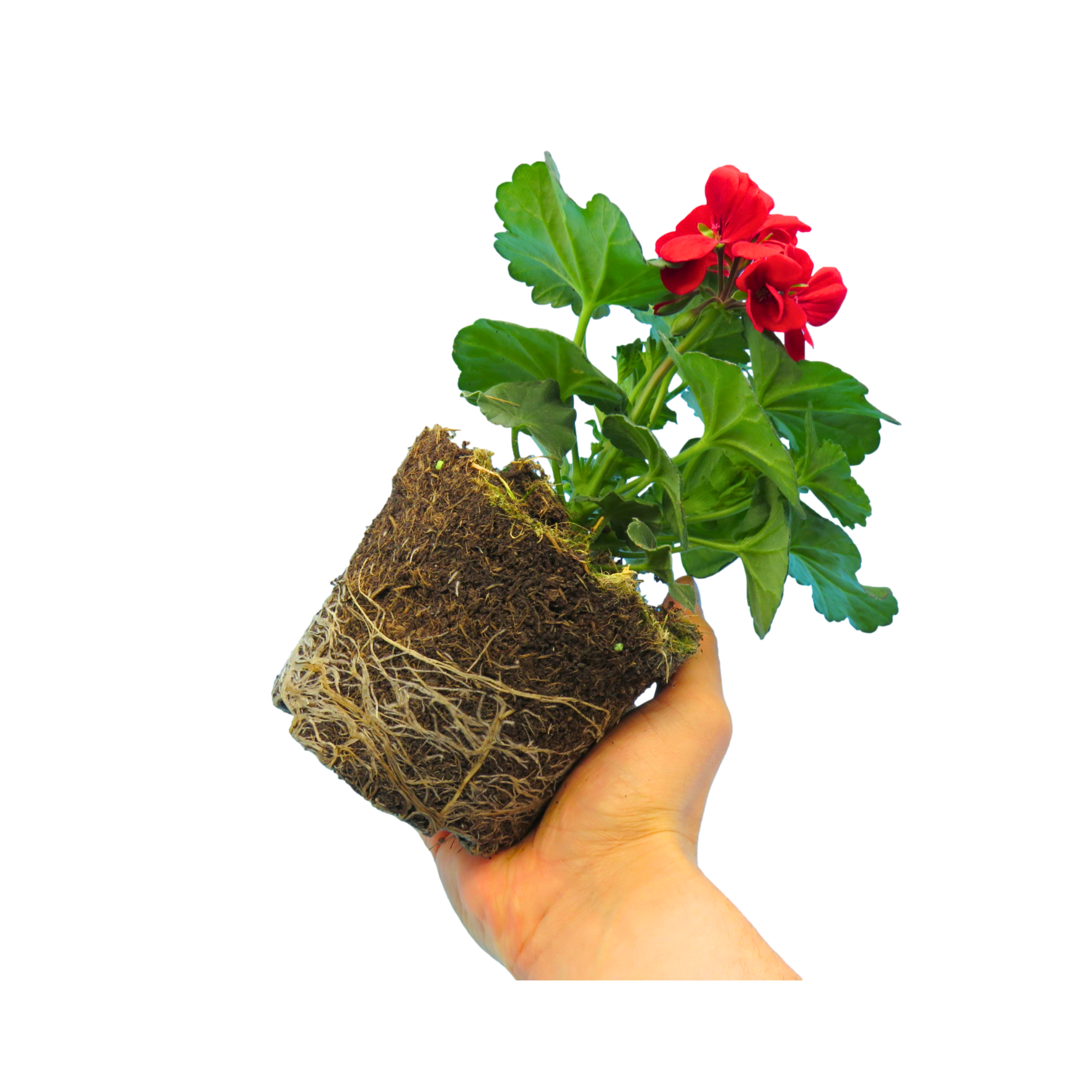 Set of 3 or 6 Large Plants - Geranium Calliope Landscape Fire, Ready To Plant In Your Garden