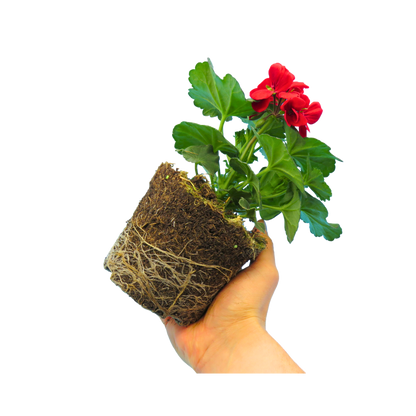 Set of 3 or 6 Large Plants - Geranium Calliope Landscape Fire, Ready To Plant In Your Garden