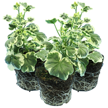 Set of 3 or 6 Large Plants - Geranium Pelgardini Frank Headly, Ready to Plant in Your Garden