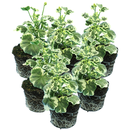 Set of 3 or 6 Large Plants - Geranium Pelgardini Frank Headly, Ready to Plant in Your Garden