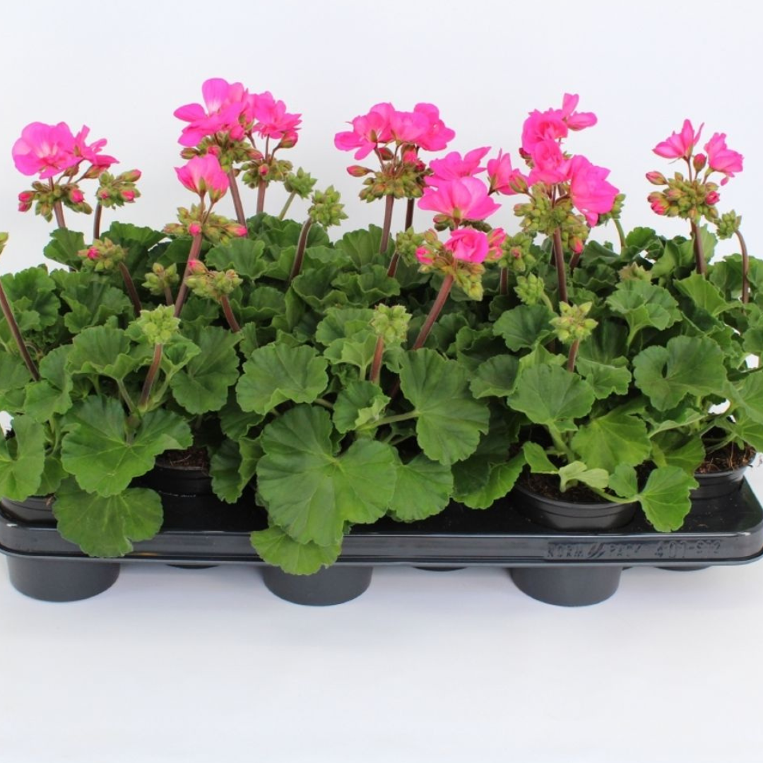 Set of 3 or 6 Large Plants - Garden Ready Pelargonium Toscana Dolce Vita Klass / Smart Laura