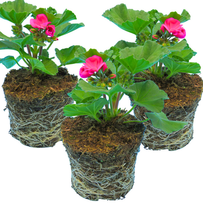 Set of 3 or 6 Large Plants - Garden Ready Pelargonium Toscana Dolce Vita Klass / Smart Laura