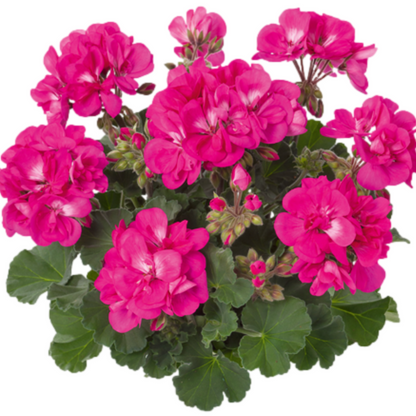 Set of 3 or 6 Large Plants - Garden Ready Pelargonium Toscana Dolce Vita Klass / Smart Laura