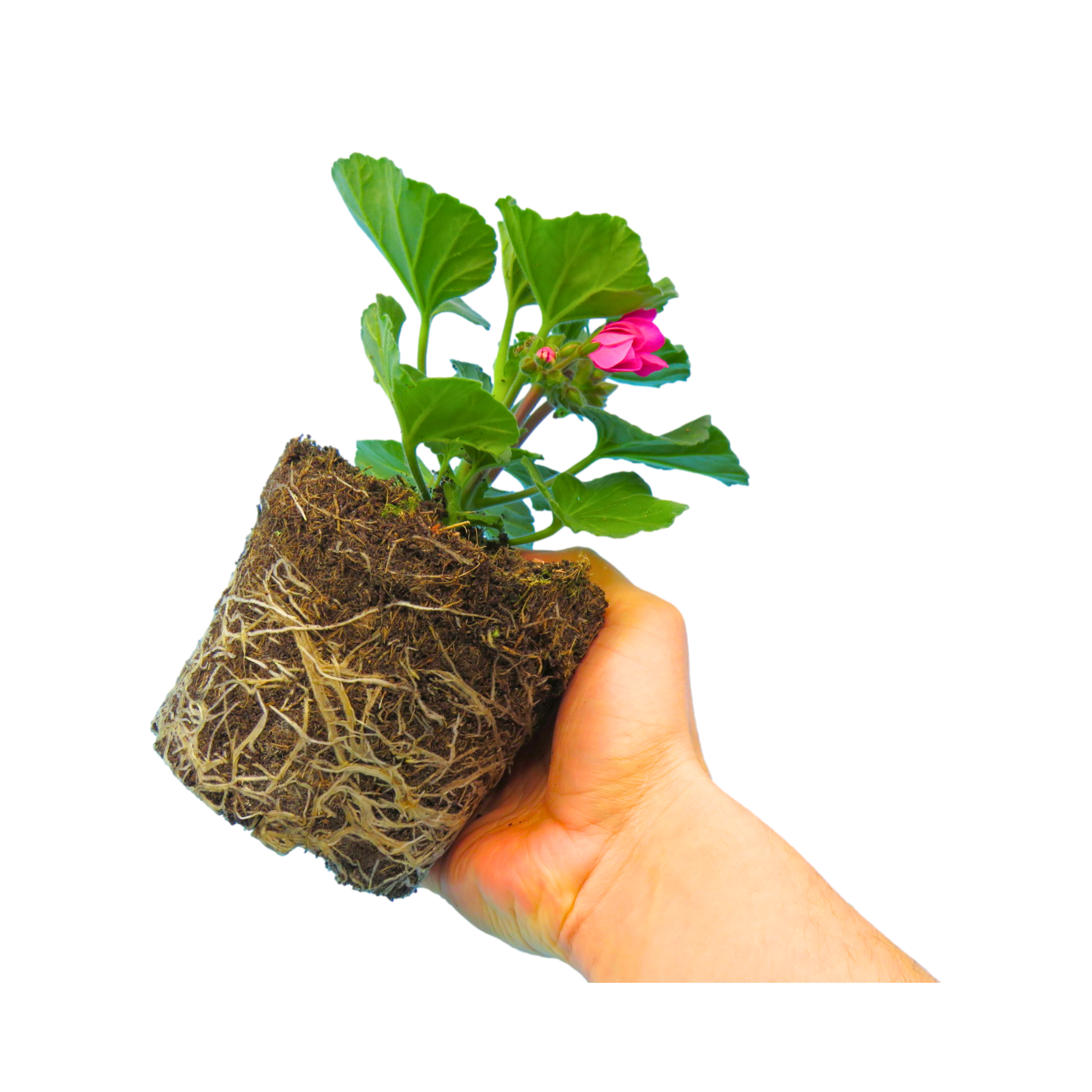 Set of 3 or 6 Large Plants - Garden Ready Pelargonium Toscana Dolce Vita Klass / Smart Laura