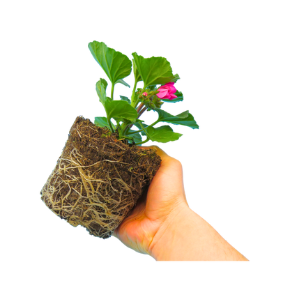 Set of 3 or 6 Large Plants - Garden Ready Pelargonium Toscana Dolce Vita Klass / Smart Laura