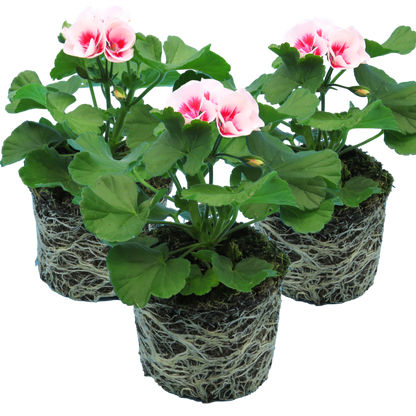 Set of 3 or 6 Large Plants - Garden Ready Pelargonium Toscana Dolce Vita Linus/Smart Splash