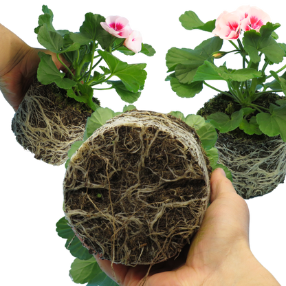 Set of 3 or 6 Large Plants - Garden Ready Pelargonium Toscana Dolce Vita Linus/Smart Splash