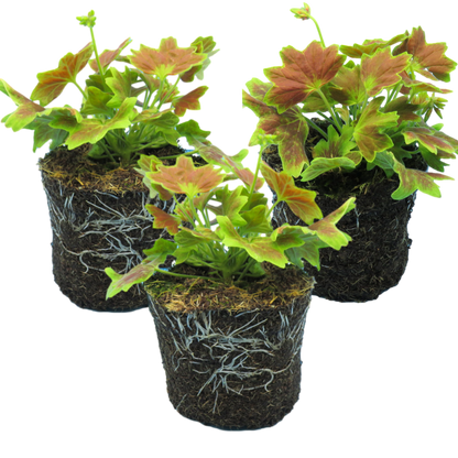 Set of 3 or 6 Large Plants - Geranium Pelgardini Lotusland, Ready to Plant in Your Garden