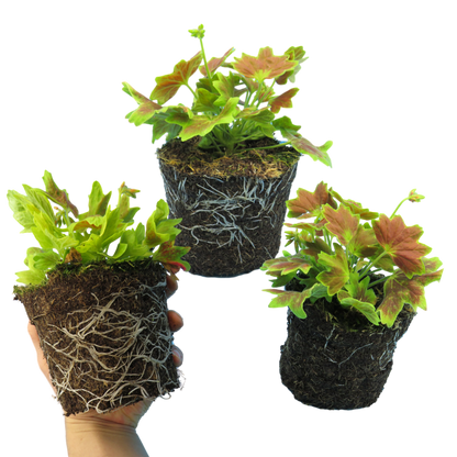 Set of 3 or 6 Large Plants - Geranium Pelgardini Lotusland, Ready to Plant in Your Garden