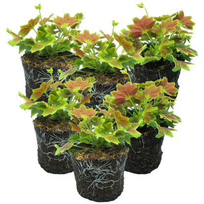 Set of 3 or 6 Large Plants - Geranium Pelgardini Lotusland, Ready to Plant in Your Garden