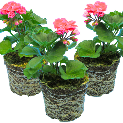 Set of 3 or 6 Large Plants - Pelargonium Toscana Castello Tammo / Smart Nina, Ready To Plant