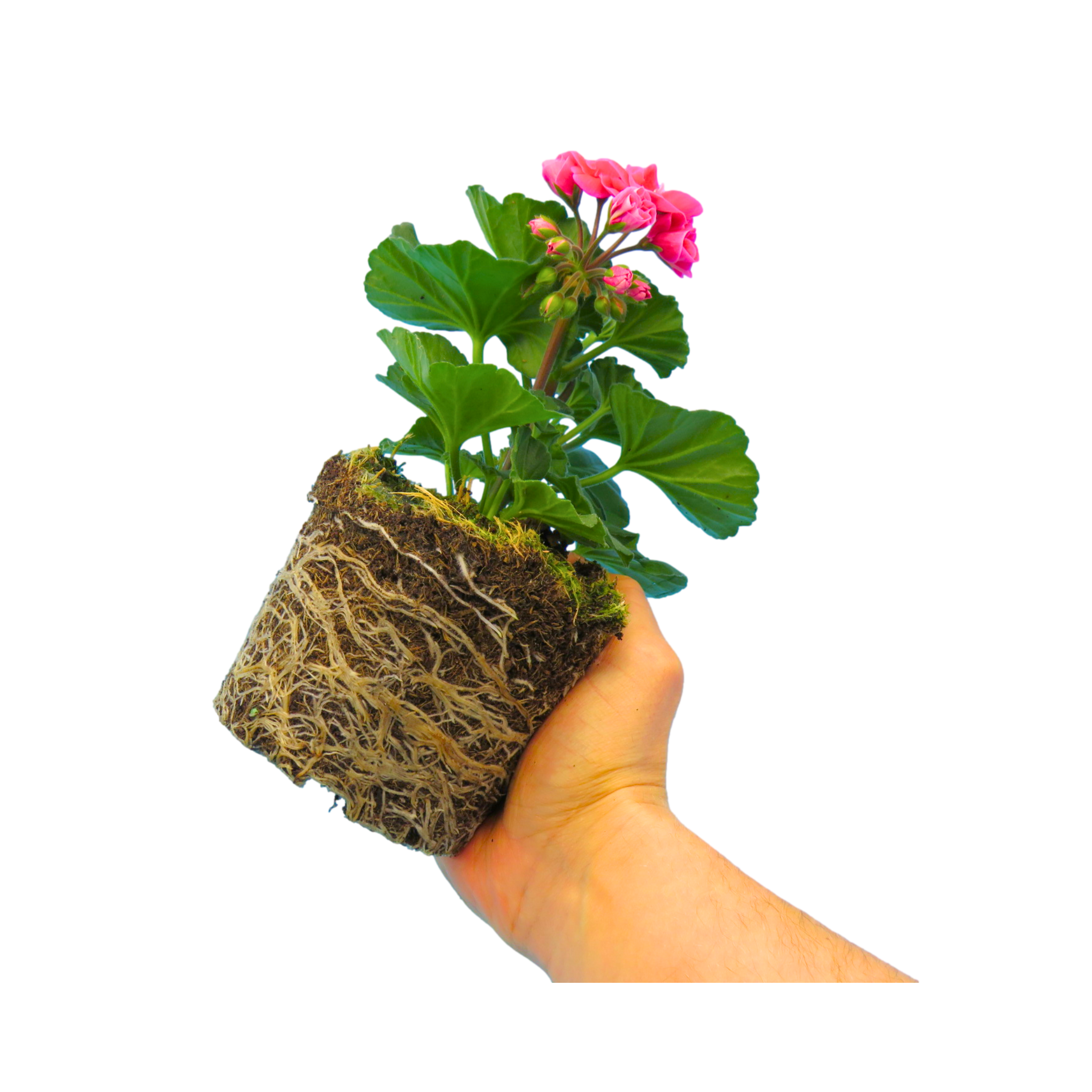 Set of 3 or 6 Large Plants - Pelargonium Toscana Castello Tammo / Smart Nina, Ready To Plant