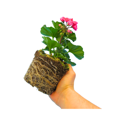 Set of 3 or 6 Large Plants - Pelargonium Toscana Castello Tammo / Smart Nina, Ready To Plant