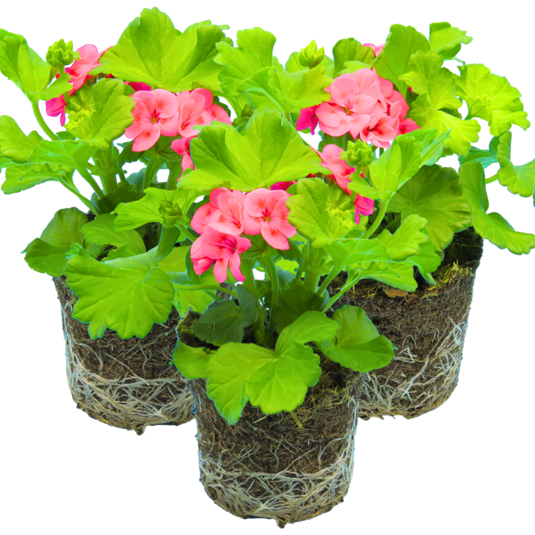 Set of 3 or 6 Large Plants - Geranium Calliope Pretty Little Pink Splash, Ready To Plant