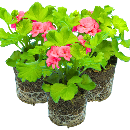 Set of 3 or 6 Large Plants - Geranium Calliope Pretty Little Pink Splash, Ready To Plant