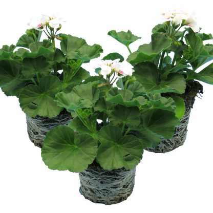 Set of 3 or 6 Large Plants - Pelargonium Toscana Dolce Vita Stella, Ready to Plant in Garden