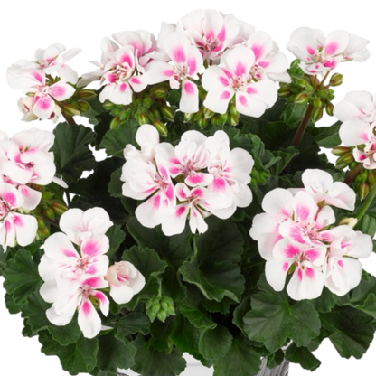 Set of 3 or 6 Large Plants - Pelargonium Toscana Dolce Vita Stella, Ready to Plant in Garden