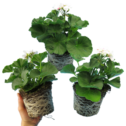 Set of 3 or 6 Large Plants - Pelargonium Toscana Dolce Vita Stella, Ready to Plant in Garden