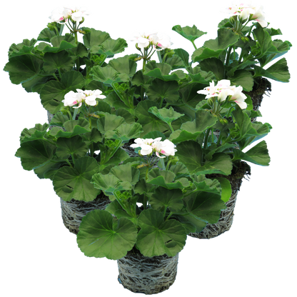 Set of 3 or 6 Large Plants - Pelargonium Toscana Dolce Vita Stella, Ready to Plant in Garden