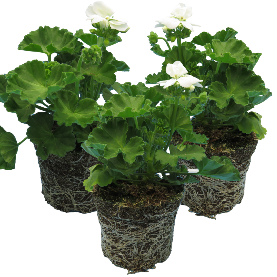 Set of 3 or 6 Large Plants - Pelargonium Toscana Smart Jenny, Ready to Plant in Your Garden
