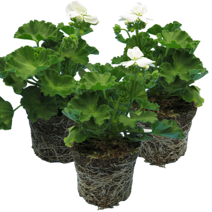 Set of 3 or 6 Large Plants - Pelargonium Toscana Smart Jenny, Ready to Plant in Your Garden