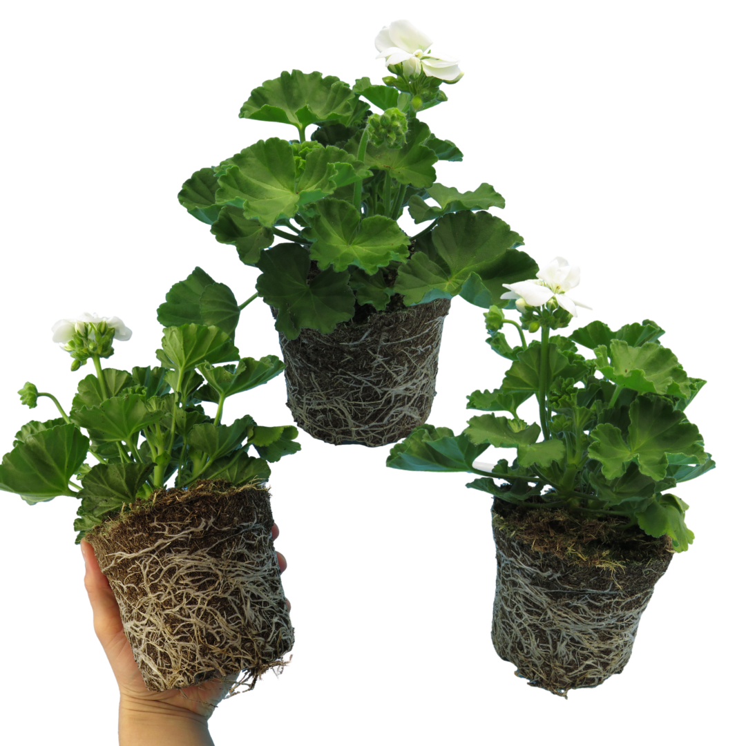 Set of 3 or 6 Large Plants - Pelargonium Toscana Smart Jenny, Ready to Plant in Your Garden