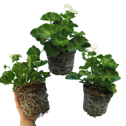 Set of 3 or 6 Large Plants - Pelargonium Toscana Smart Jenny, Ready to Plant in Your Garden