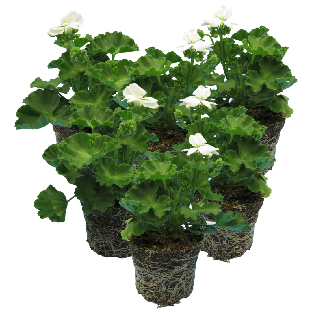 Set of 3 or 6 Large Plants - Pelargonium Toscana Smart Jenny, Ready to Plant in Your Garden