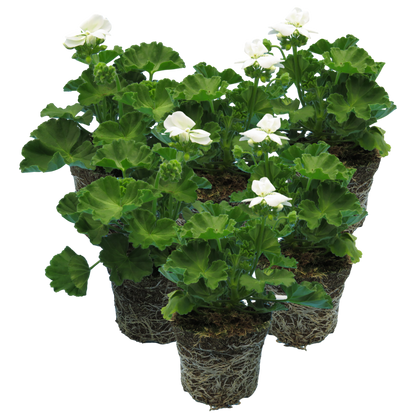 Set of 3 or 6 Large Plants - Pelargonium Toscana Smart Jenny, Ready to Plant in Your Garden
