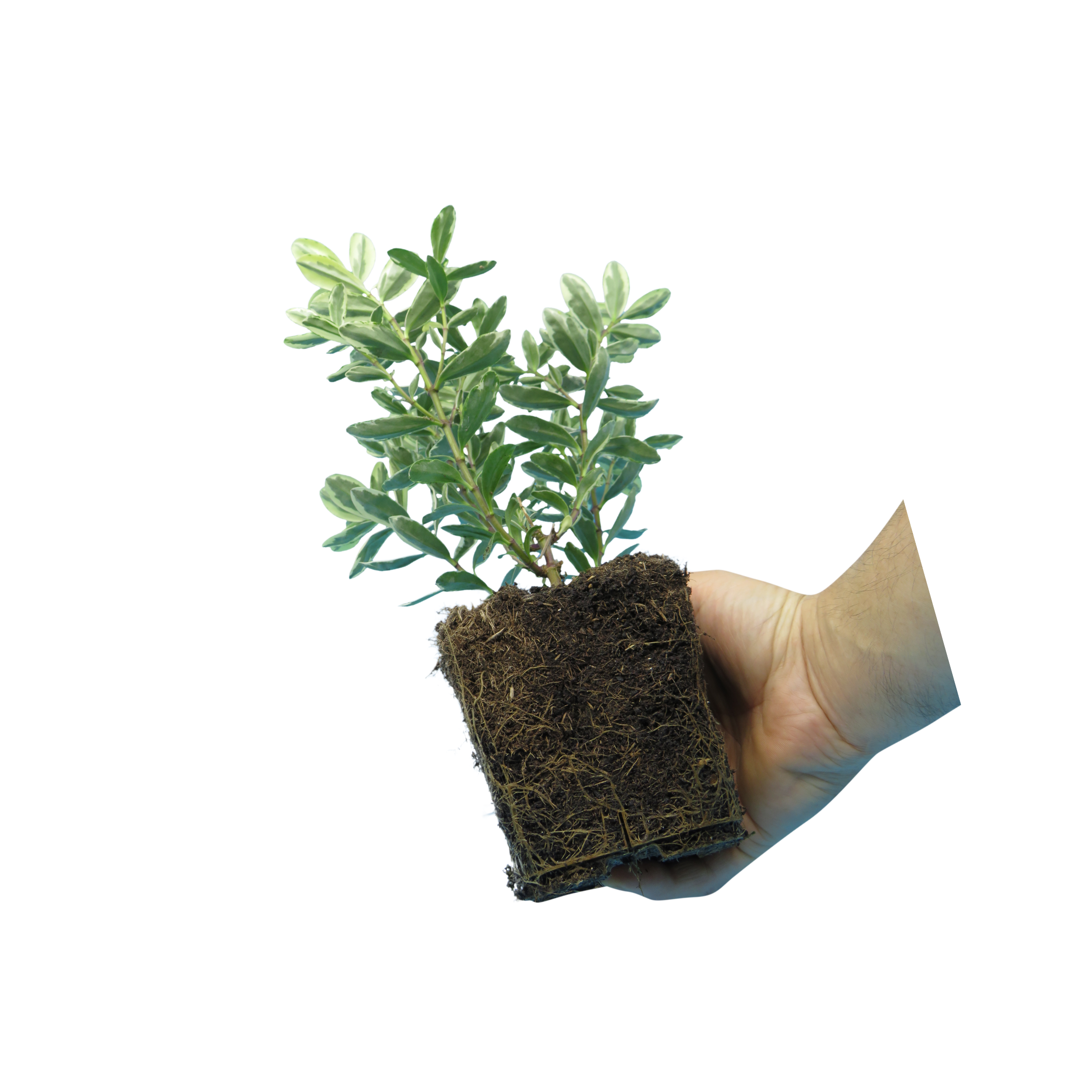 Hebe Variegata