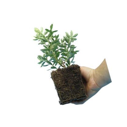 Hebe Variegata