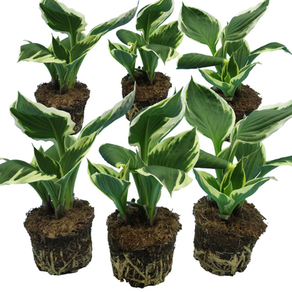 Hosta Francee