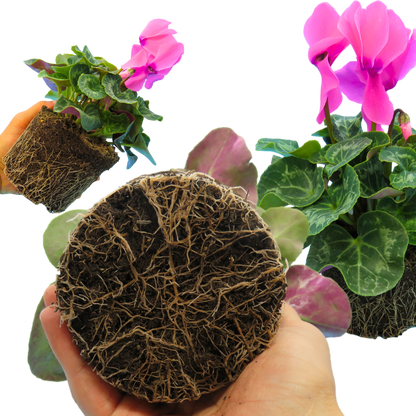 Cyclamen Flame Deep Rose