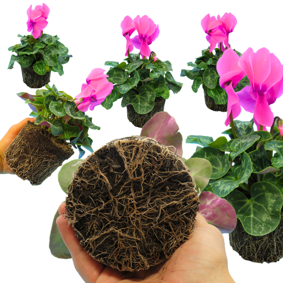 Cyclamen Flame Deep Rose
