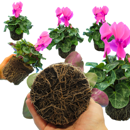 Cyclamen Flame Deep Rose