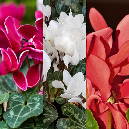 Large Cyclamen Flame Growers Selection