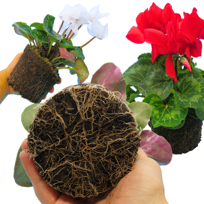 Large Cyclamen Flame Growers Selection