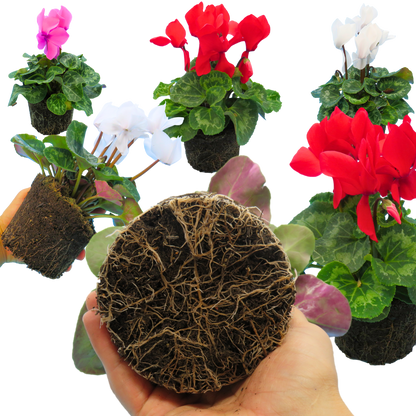 Large Cyclamen Flame Growers Selection