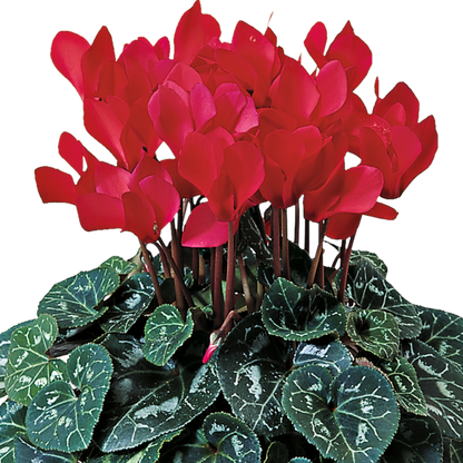 Cyclamen Flame Scarlet