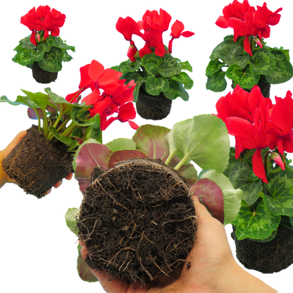 Cyclamen Flame Scarlet
