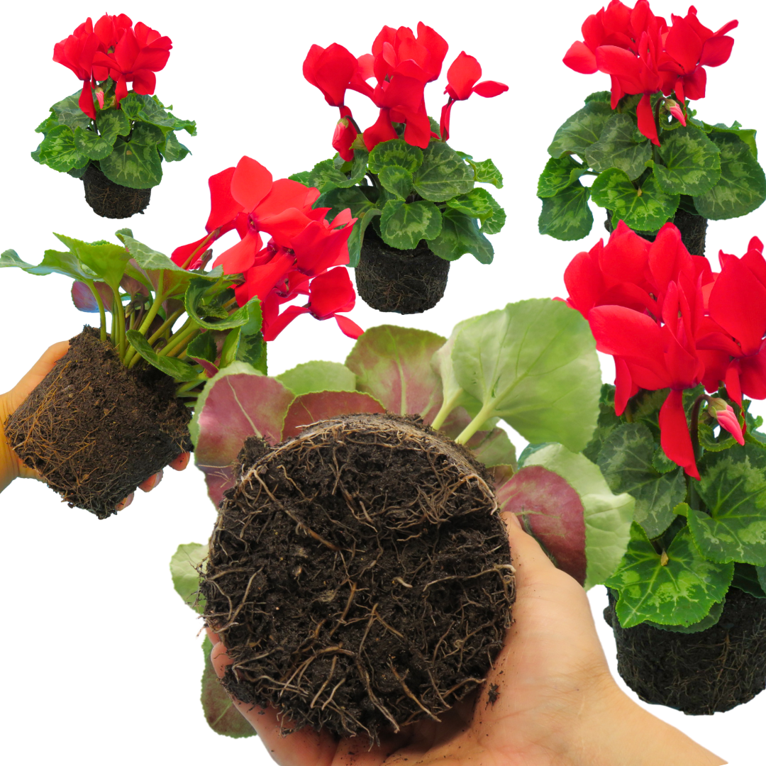 Cyclamen Flame Scarlet