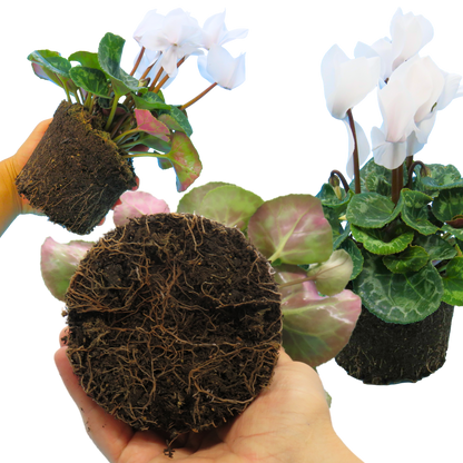 Cyclamen Flame White