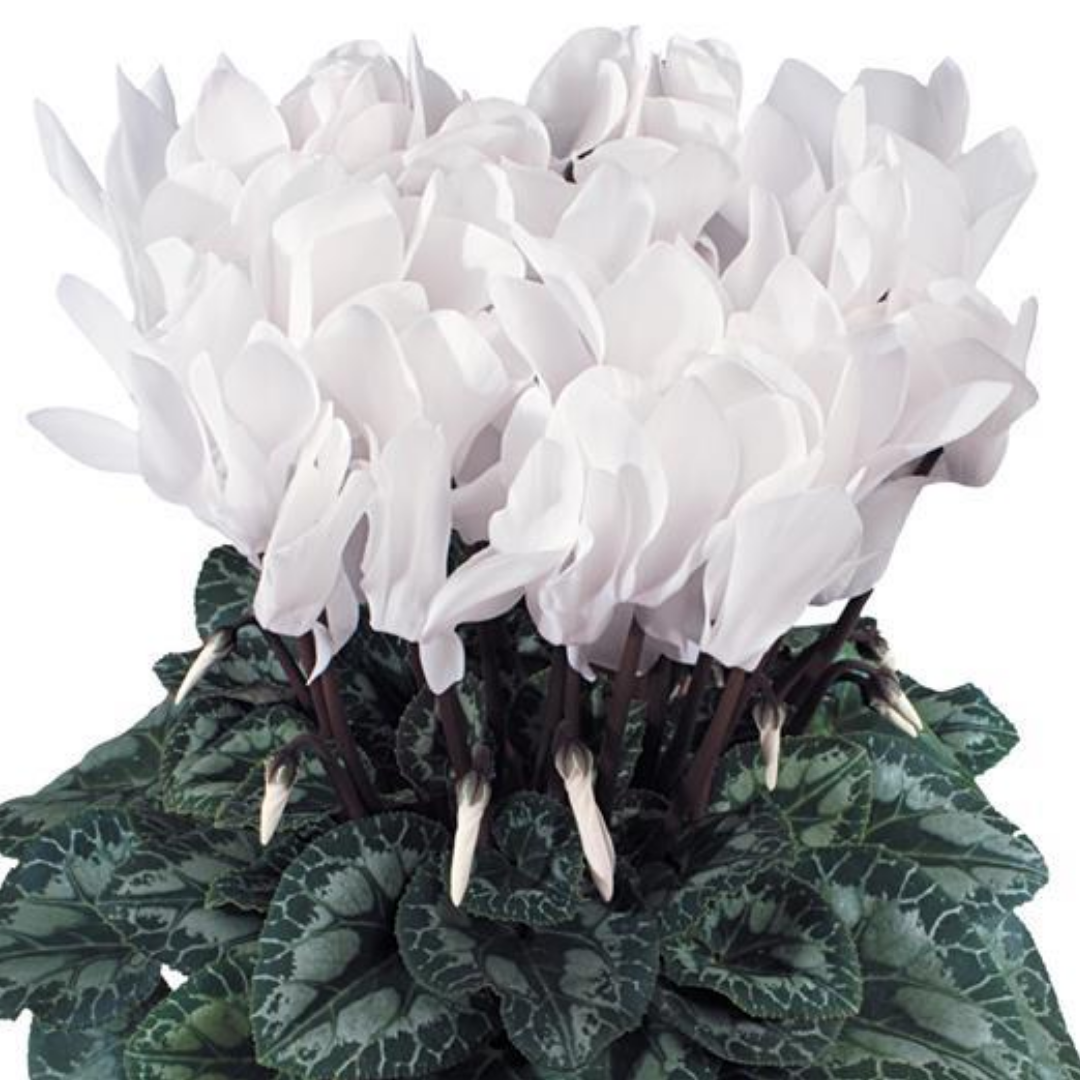 Cyclamen Flame White