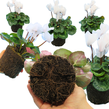 Cyclamen Flame White